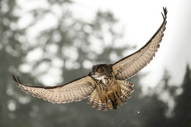 istock Flying Golden Eagle, Aquila chrysaetos in winter. 1598379576