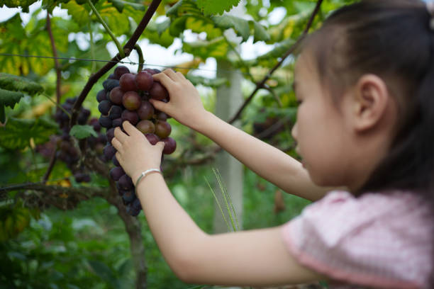 children picking grapes