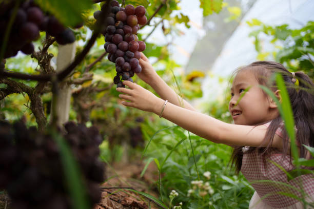children picking grapes