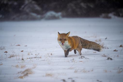 Fox in the winter forest in Bohemian Moravian Highland. High quality photo