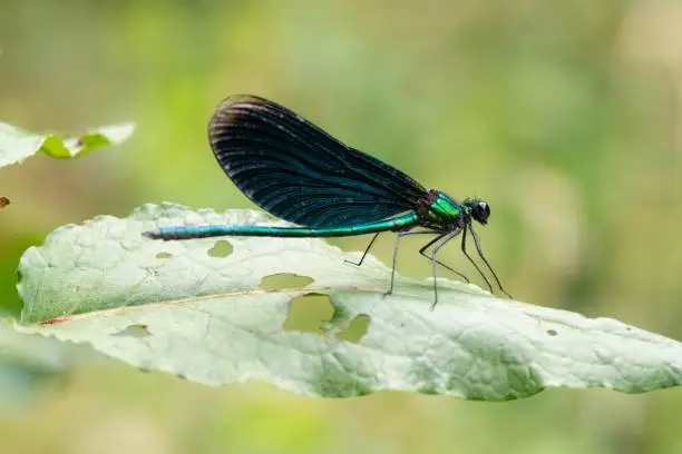 A stunning photograph of a male Beautiful Demoiselle damselfly taken in Ebrach, Germany