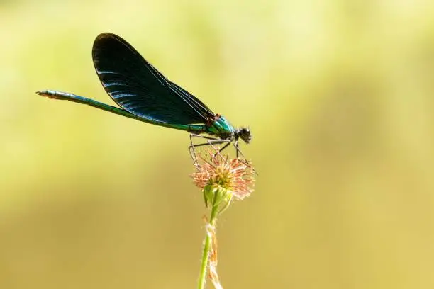 This vibrant stock photo features a rare Demoiselle Damselfly, calmly perched on a leaf in its natural habitat near Ebrach, Germany