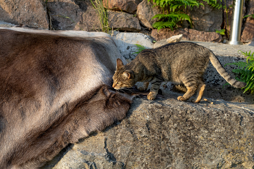 A cat walks outside in the summer and sniffs the skin of a deer