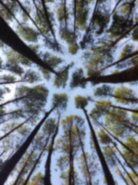 istock views of tall trees visible from below and cool shade 1598413180