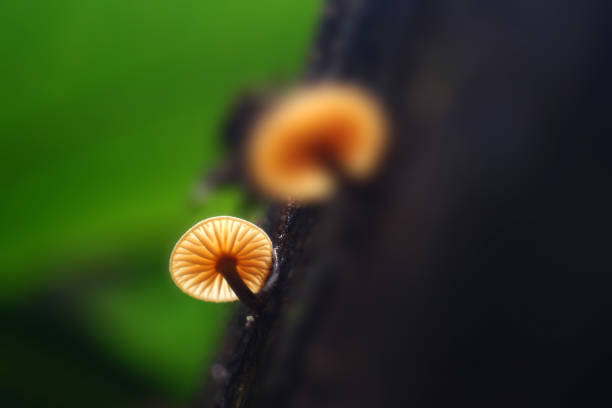 istock Mushroom plant in Tropical Rainforest. 1598415635