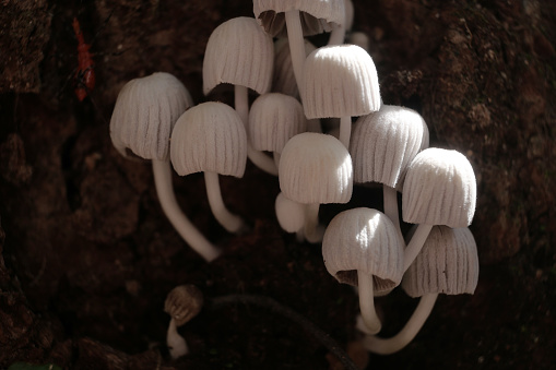 Mushroom plant in Tropical Rainforest.