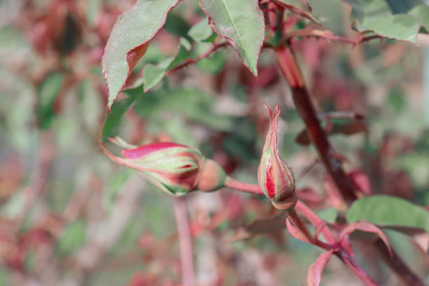 istock red rose buds in garden 1598427373