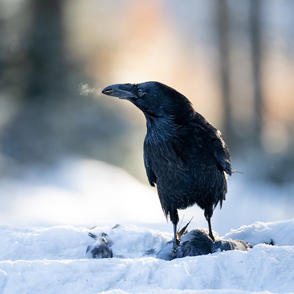 Raven on the snow in The Bohemian Moravian Highlands. Steam from the beak. High quality photo