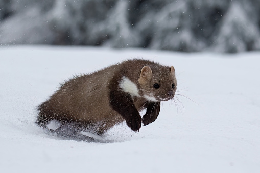 Wild animal Beech marten, Martes foina,running in the snow. High quality photo
