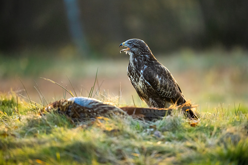 Bird of prey and his feed. The Bohemian Moravian Highlands. Buteo buteo. High quality photo