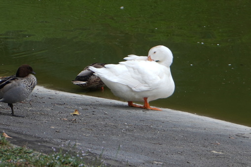 white duck plucking itself in a pond with other ducks