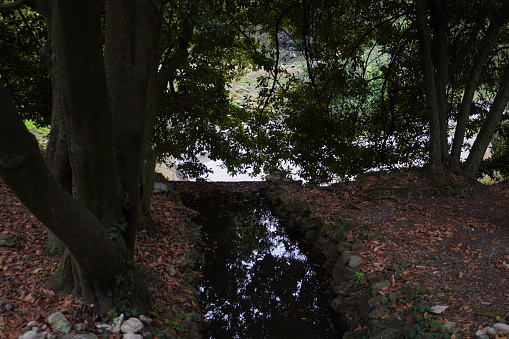 view of a small stream in the middle of the trees, forest