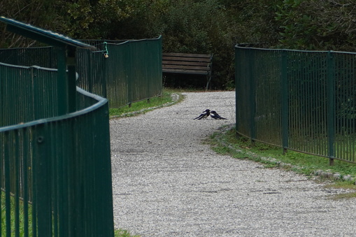pair of magpies cuddling in a driveway