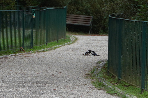pair of magpies cuddling in a driveway
