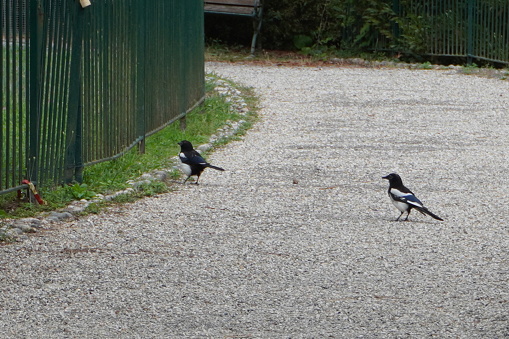 pair of magpies in a driveway
