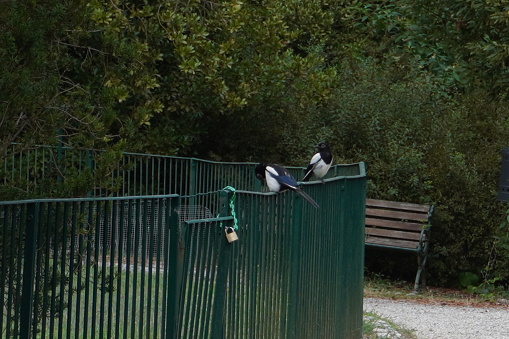 pair of magpies perched on a railing