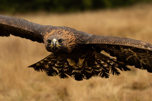 Bird of prey flying in The Bohemian Moravian Highlands. High quality photo