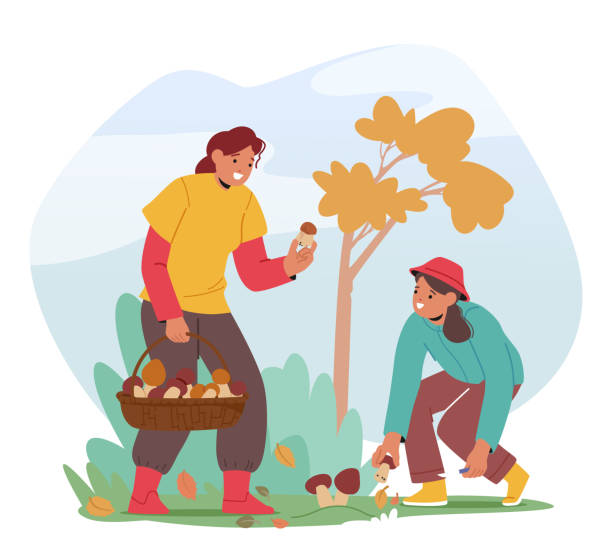 młode kobiety starannie zbierają grzyby w lesie. kobiece postacie wypełniające swoje kosze różnymi kształtami - grzybobranie stock illustrations