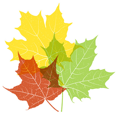 Three transparent multicolored maple leaves with grainy texture isolated on white background