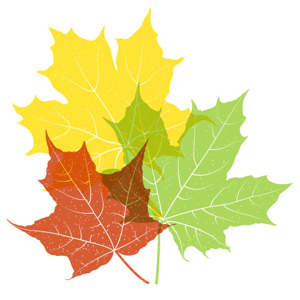 Three maple leaves of different colors with a grainy texture Three transparent multicolored maple leaves with grainy texture isolated on white background fall leaves stock illustrations