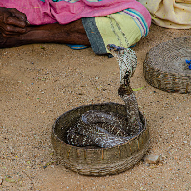 The trainer confidently works with a poisonous cobra