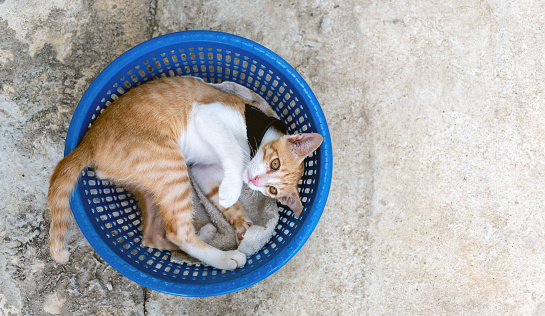 Top view of Cute little  kitten white chubby  orange lies on a blue plastic basket