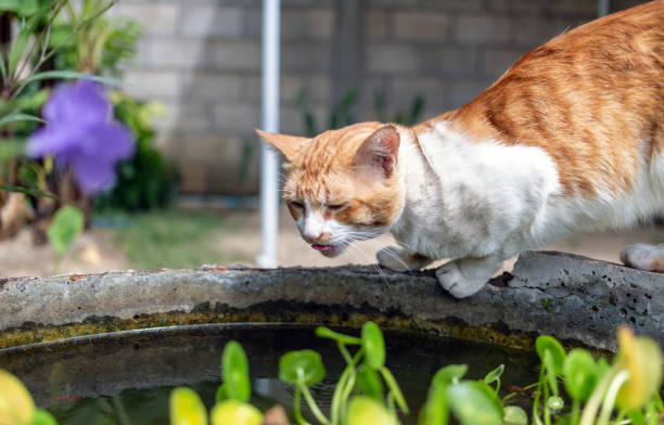 istock Cute chubby white chubby  orange cat standing pond edge in morning 1598498866