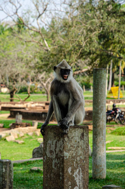 istock Monkees were everywhere. In the Central Sri Lanka. 1598500489