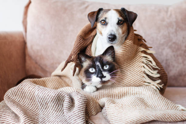 istock Dog and cat together under broun cozy blanket 1598514649