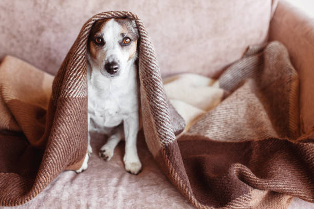 istock Dog in wool cozy blanket sitting on sofa 1598514656