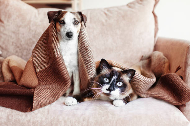 Dog and cat together under broun cozy blanket Dog and cat together under broun cozy blanket. White dog and gray cat sitting on sofa at home plaid couch stock pictures, royalty-free photos & images