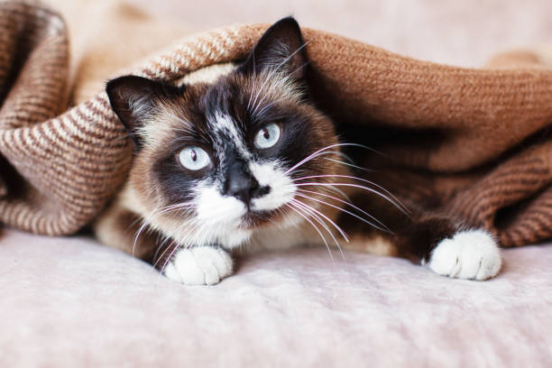 Cat in wool cozy blanket sitting on sofa