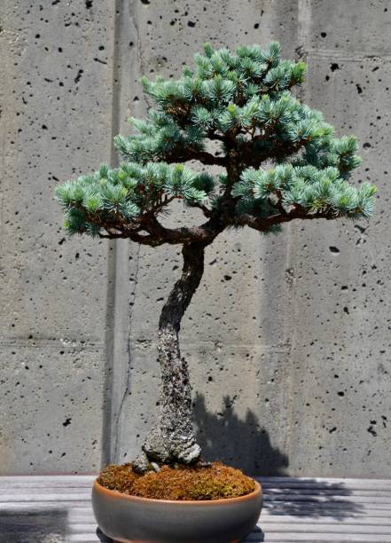 istock Vibrant blue Atlas cedar bonsai tree, its lush foliage illuminated by the bright sunlight 1598515791