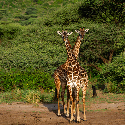 The giraffe in Six Flags Great Adventure and Safari, New Jersey, USA