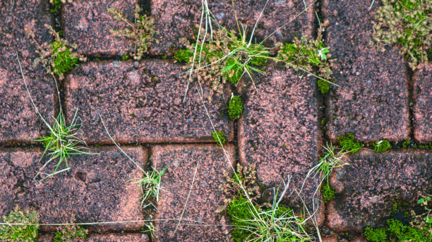 istock paving block texture with weeds in the cracks in the background 1598530409