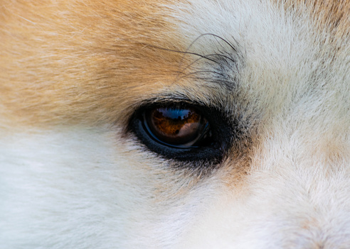 This is a close-up photograph of a Japaneese Akita dog's brown eye that tells many stories from its lifetime.