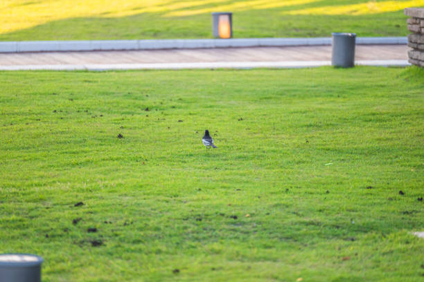 A photo of a small bird strolling on the lawn in Kobe city.