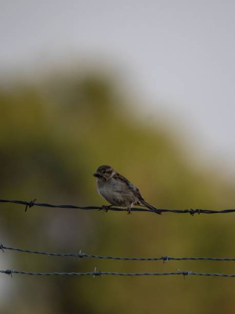 istock Old World Sparrow bird perched on a thin metal wire fence 1598552486