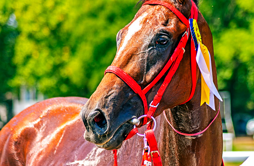 The Winner, redhead stallion closeup.
