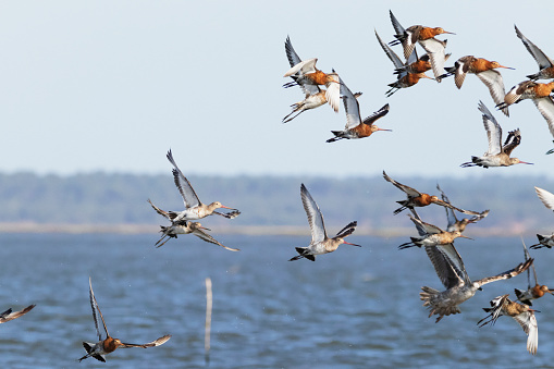 Pintail ducks drake male landing on water locked up