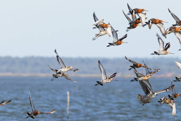 Black-Tailed Godwits stock photo