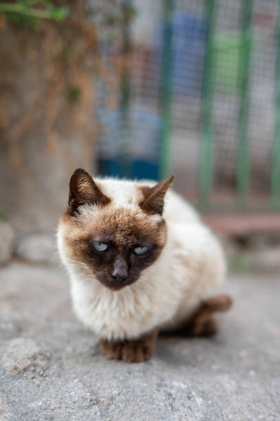 Sitting Burmese cat at home against a white wall looking at camera.