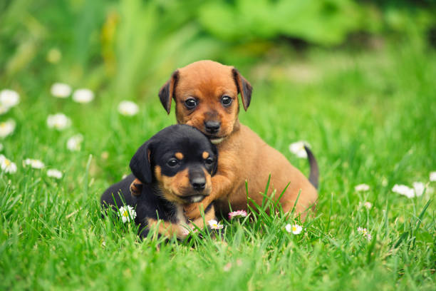 Two cute little puppies are playing on the grass. Puppies portrait outdoor