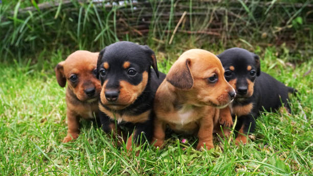 istock Dachshund puppies are sitting on the green grass. 1598571237