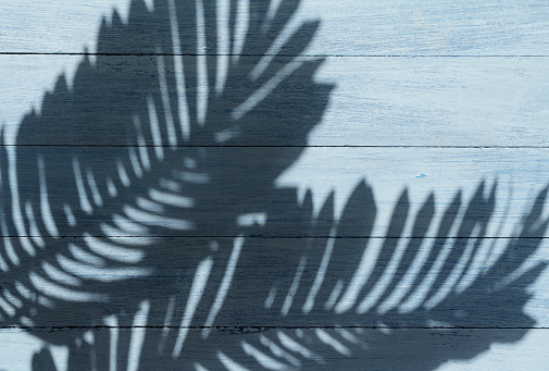 Palm leaves shadow and wood plank wall texture background