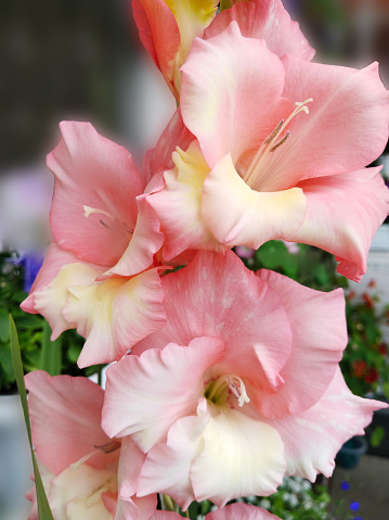 Gladiolus pink orange white color on blur background. Summer garden. Beautiful flower. Iris family. Iridaceae. Beauty in nature. Flowering bulb. Gladioleae. Celebration card. Sword Lily. Ben venuto.