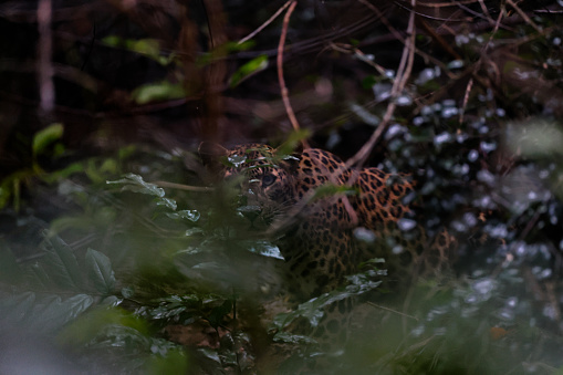 Closed up hunter animal, adult female Leopard, low angle view, half shot, in twilight foraging and exploring in the overgrown tropical tree in nature of tropical rainforest, national park in central Thailand.