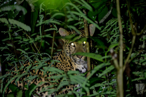 Closed up hunter animal, adult female Leopard, low angle view, half shot, in twilight foraging and exploring in the overgrown tropical tree in nature of tropical rainforest, national park in central Thailand.