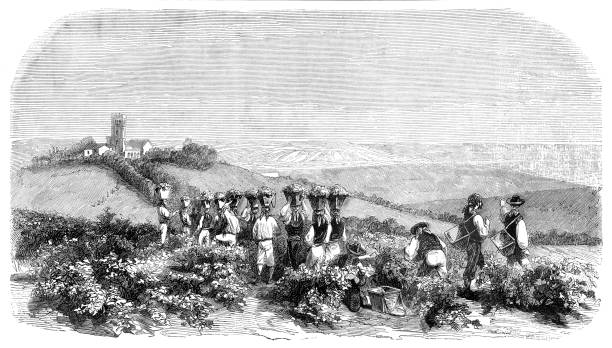 Workers harvesting the jerez wine in Portugal 1853 Workers harvesting the jerez wine in Portugal 1853
Original edition from my own archives
Source : Correo de Ultramar 1853 jerez de la frontera stock illustrations
