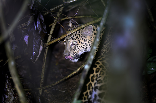 Closed up hunter animal, adult female Leopard, low angle view, half shot, in twilight foraging and exploring on the overgrown tropical tree in nature of tropical rainforest, national park in central Thailand.